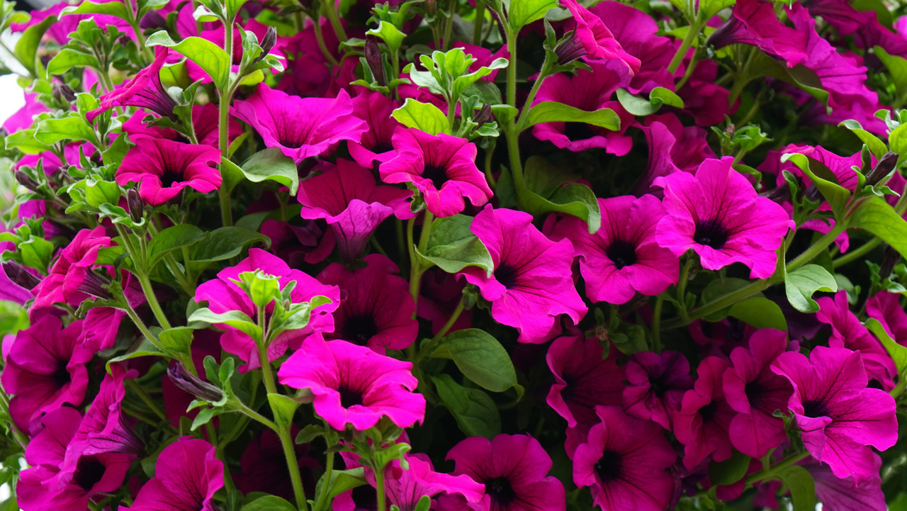 Magentaflowersbunch.jpg