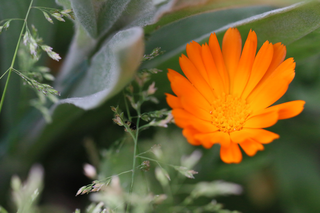 Image jardin