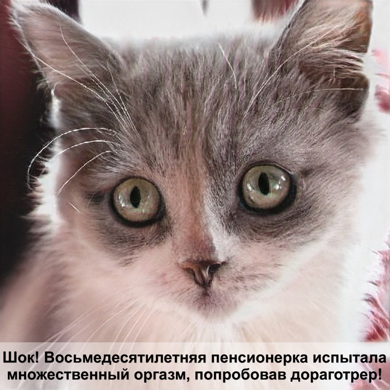 серая полосатая кошка порода