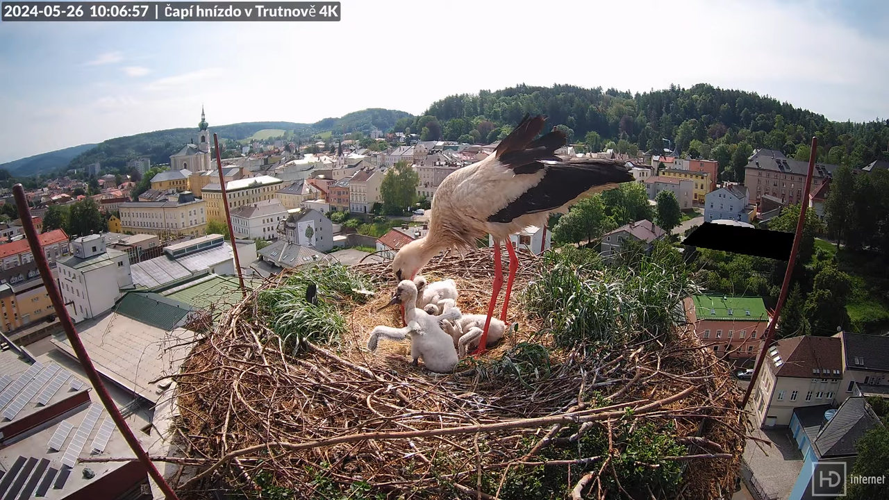 Tiešraidē no stārķa ligzdas uz alus darītavas skursteņa Trutnovā 10-39-39 screenshot
