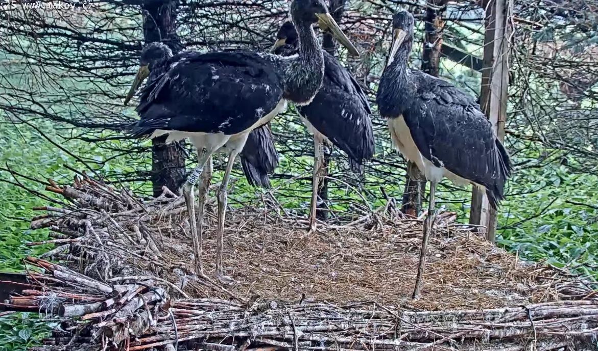 Rescue Station Makov (Toník and Tonička) - Page 7 - Black Stork - Ciconia  Nigra