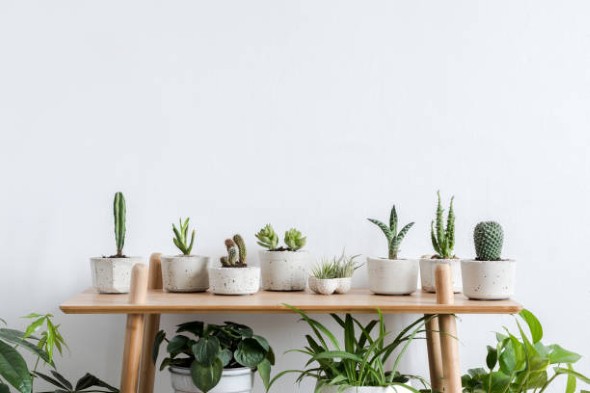 Home-Cacti-4.jpg