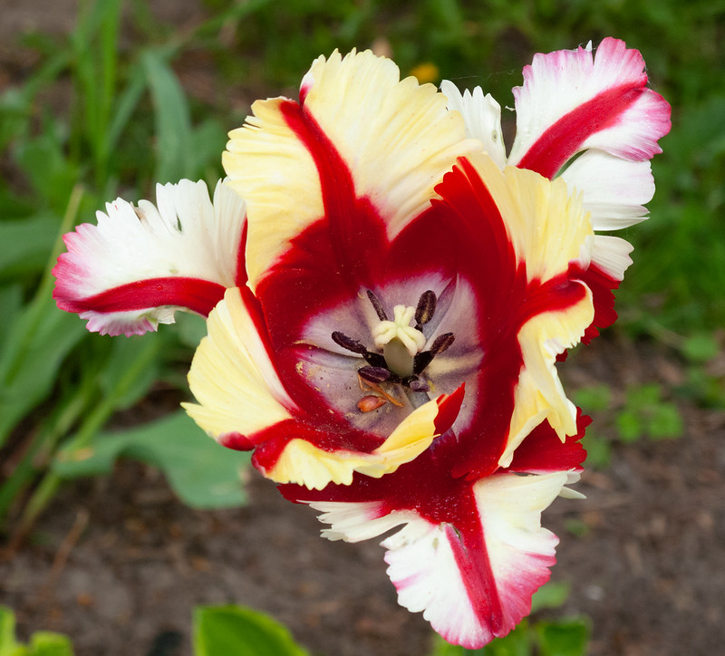 flower-advanced-tulip.jpg