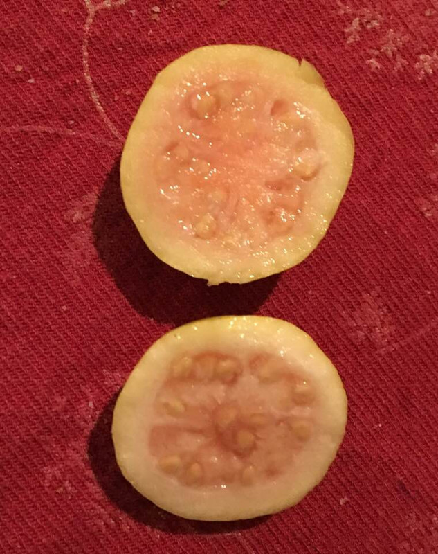 mini guava open