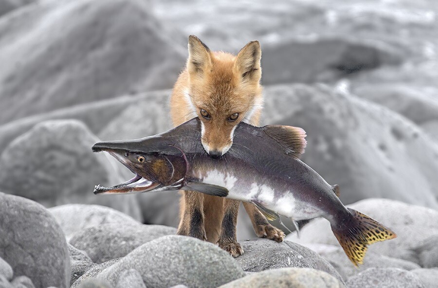 https://i.postimg.cc/x88BKHkD/wildlife-japan-shinjisato-foxsalmon-24x36-small.jpg