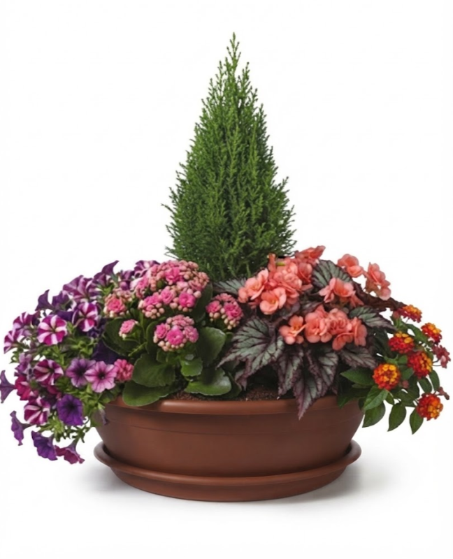 Composition 7 plantes