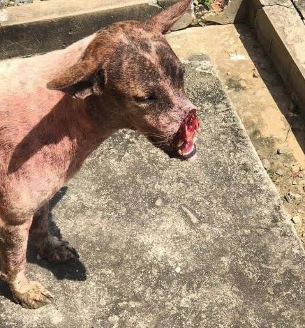 Tergamak Kau Potong Mulut Anjing Carigold Online Biz Hotspots