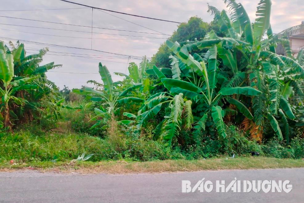 dat dau gia o ninh giang hai duong