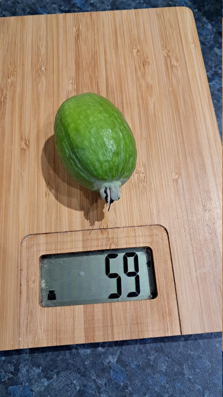 Feijoa 20251117 164430
