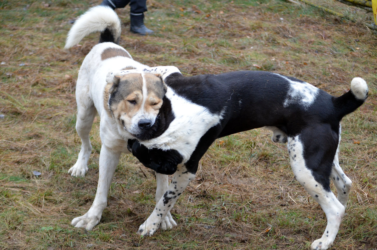 Халк - Сако (6)