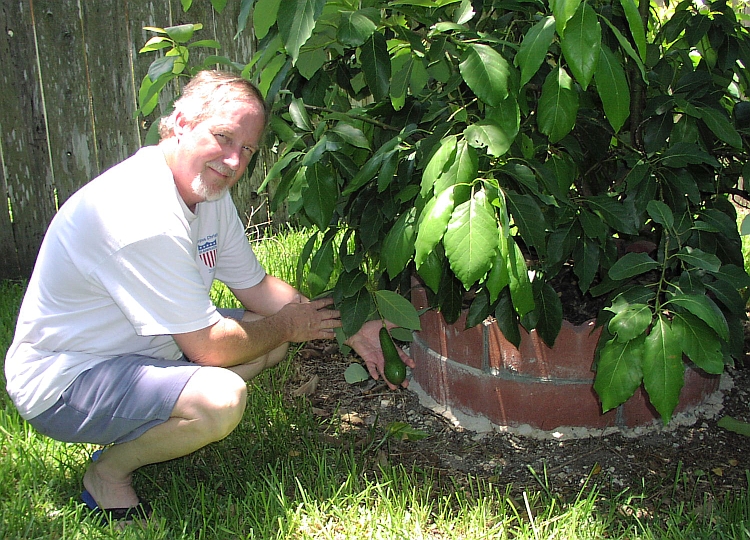 AvocadosOnTree8-13-04Closeup