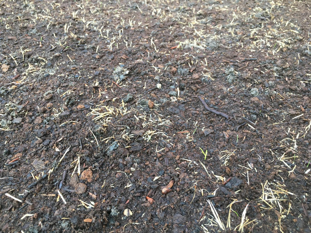 2017_Backyard_Reno_Day_5_POA_or_KBG_small