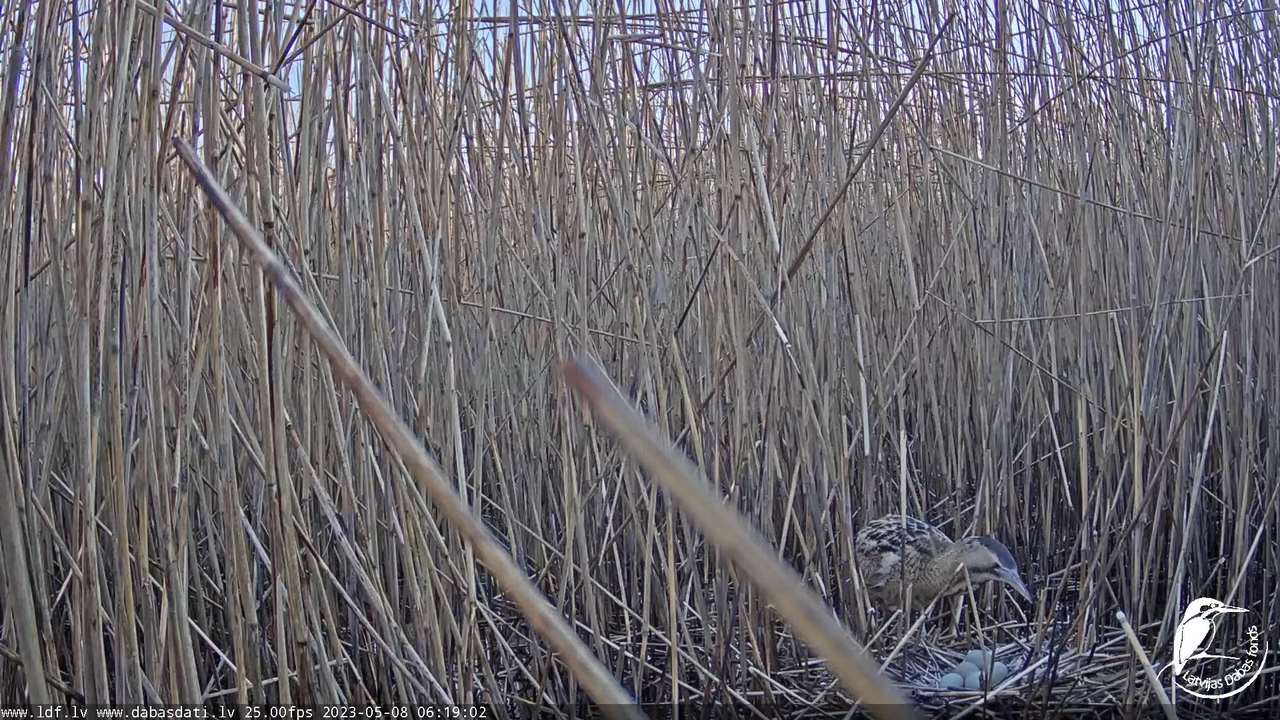 Lielais dumpis (Botaurus stellaris) Engurē - LDF tiešraide 8-55-12 screenshot