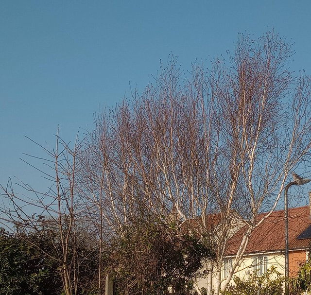 IMG_20230213_104124449_2