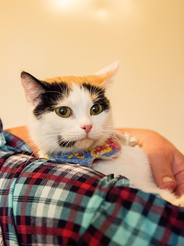 трехцветка-1-3