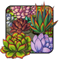 Succulents1.png
