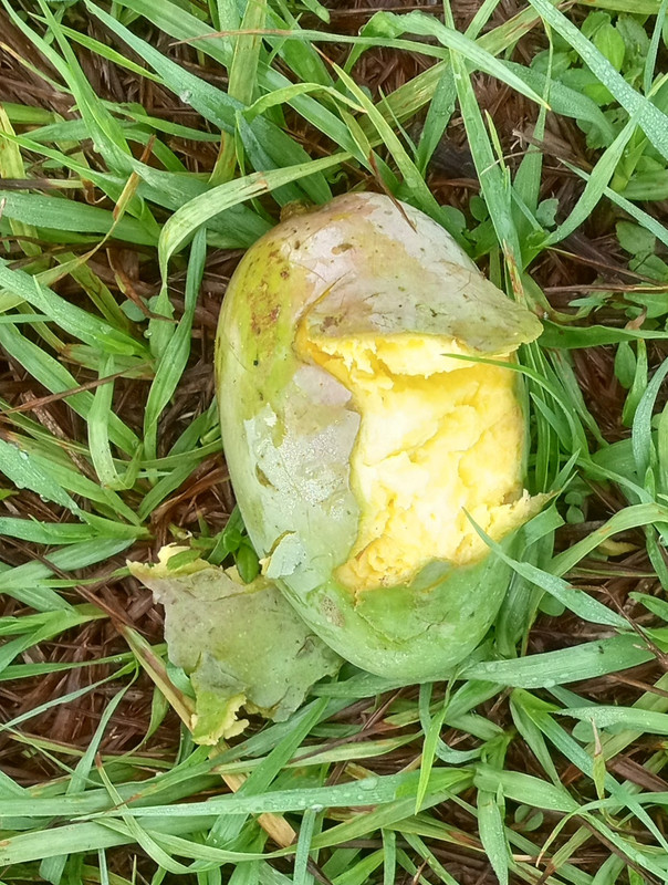 IMG_20240617_075807023_HDR~2