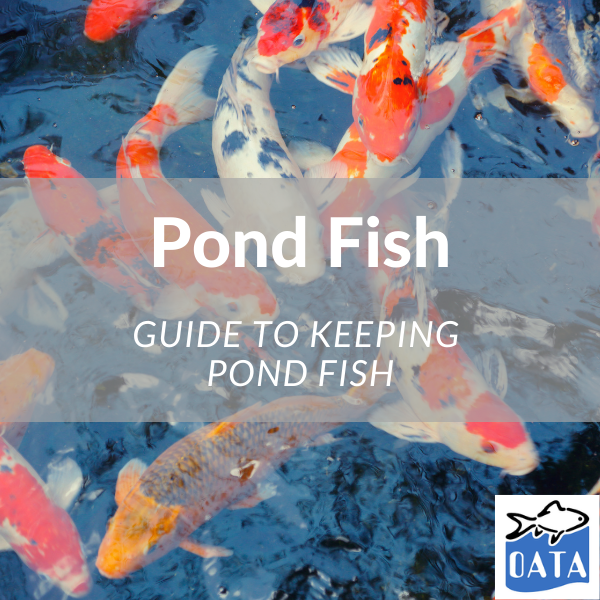 OATA Guide to keeping and introducing Pond Fish  - Lincs Aquatics 2022. 