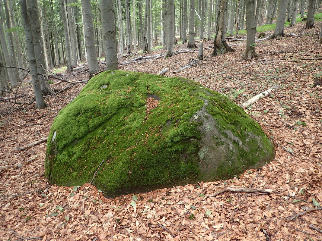 2019_0714VTACNIK_TG0126
