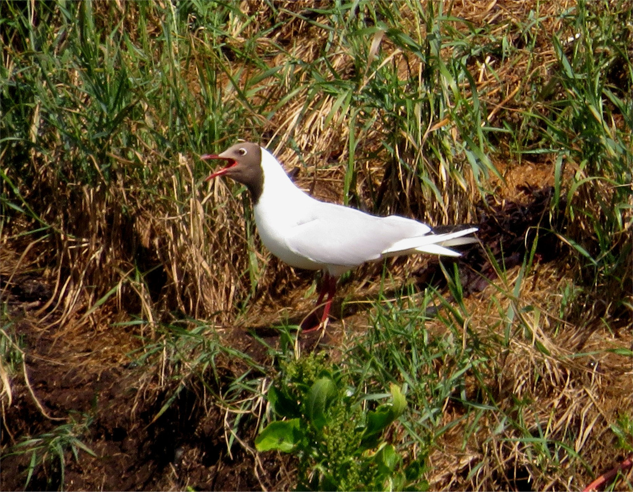 Black-headed gull