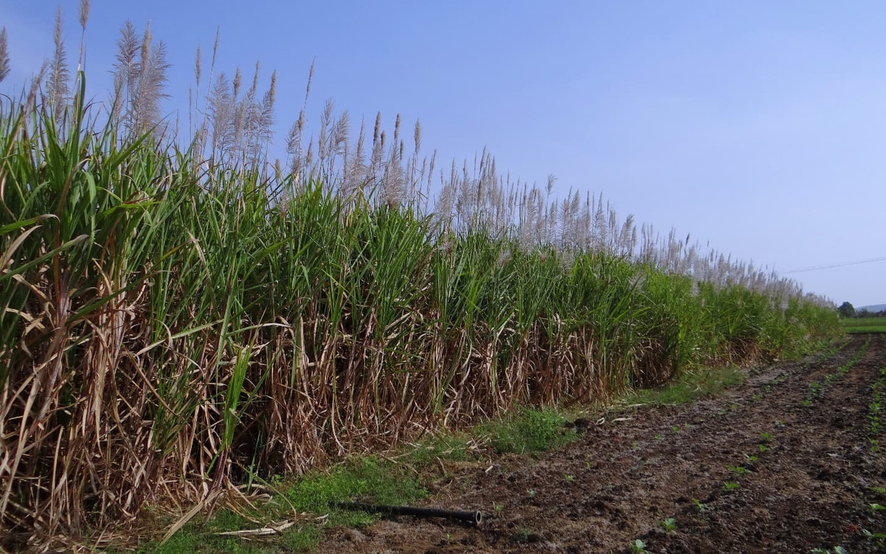 sugarcane-flowers.jpg