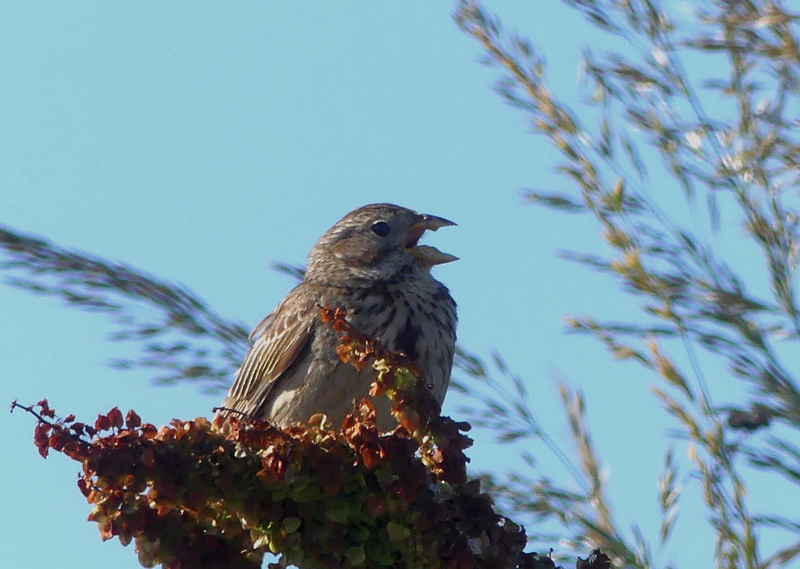 SKYLARK 6 260724