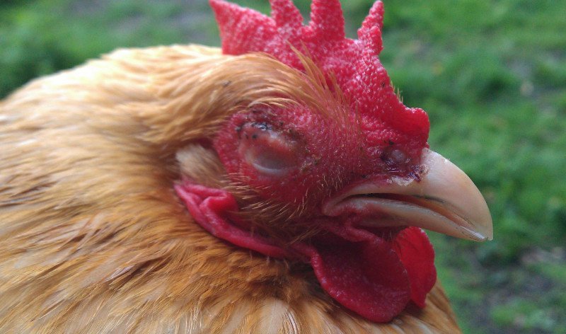 Респираторный микоплазмоз птиц