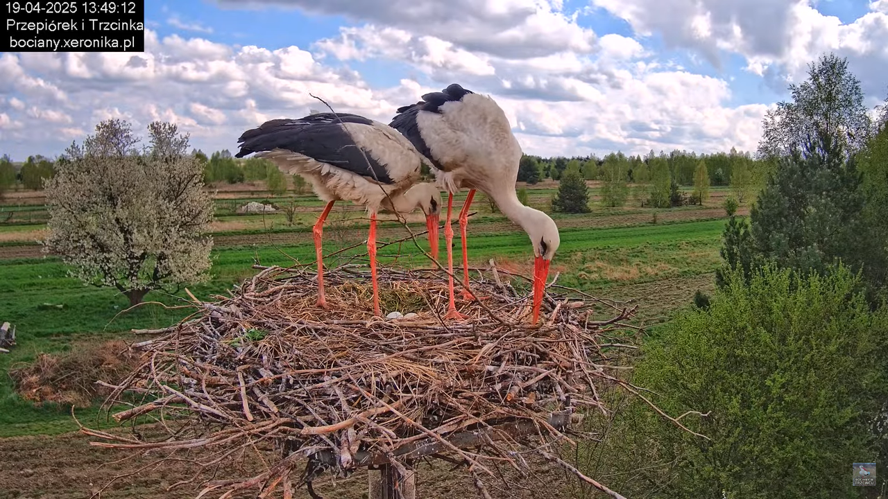 19042025bociany22