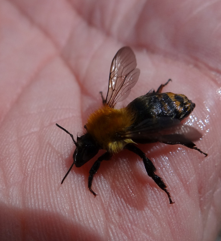 WET BEE 1 050824