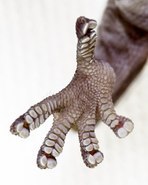 gecko-feet-extreme-close-up-revealing-suction-pads-enable-them-to-grip-objects-53975740.jpg