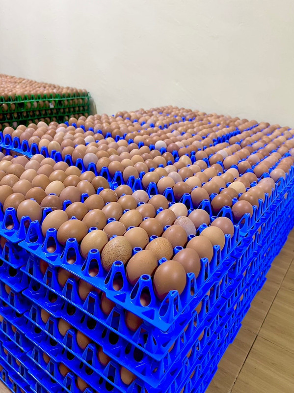Eggs