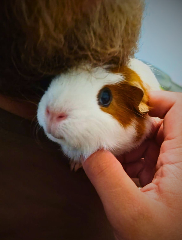 guinea pigs 2