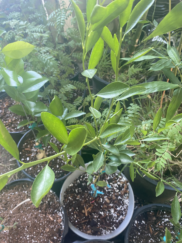 C3FD4CA7-97B0-4515-A18F-E16D34A1035A