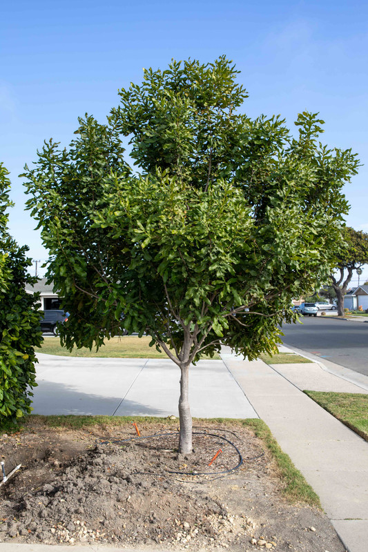 8U1A5602  Alba Macadamia Tree after Guava Removal (11-22-2020)