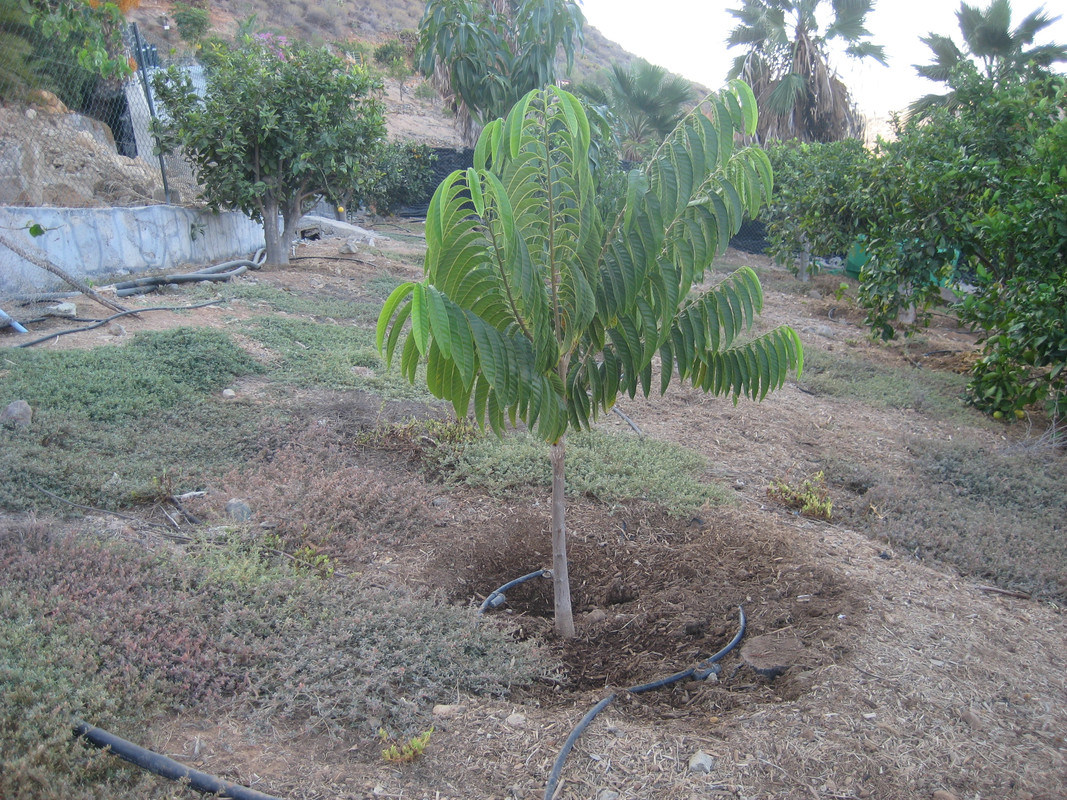 IMG_0724 Annona reticulata (CdP)