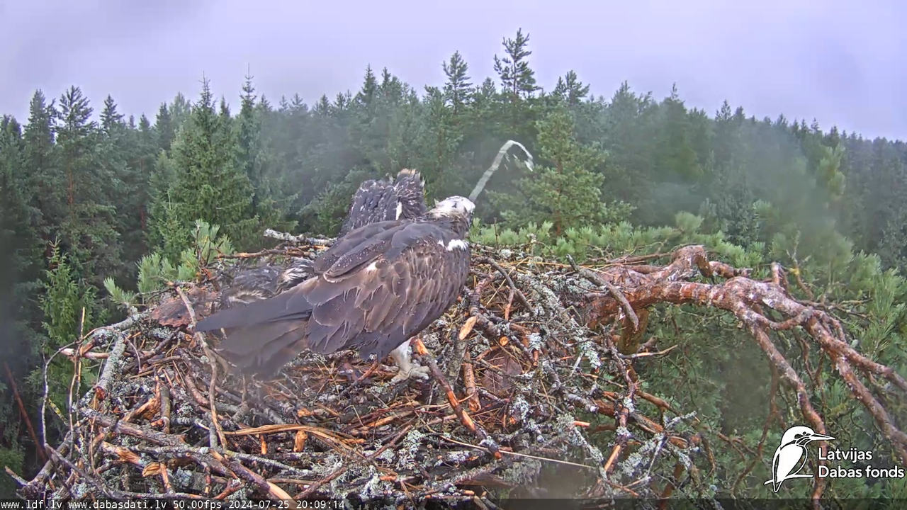 Zivju ērglis (Pandion haliaetus) Kurzemē - LDF tiešraide 15-21-14 screenshot