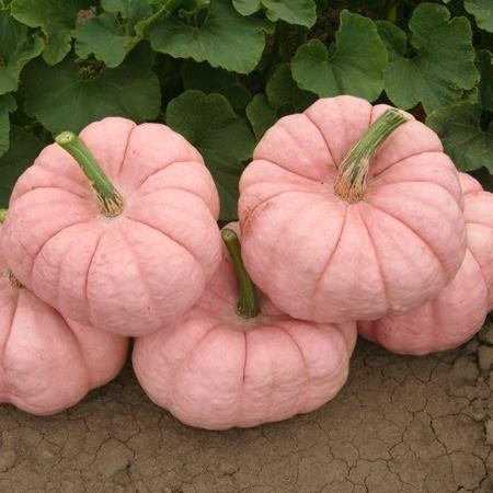 pinkpumpkin.jpg