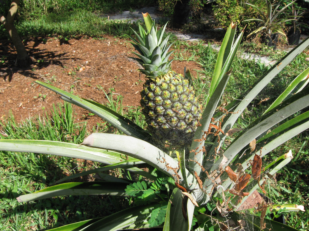 Dole MD2 5-22-14