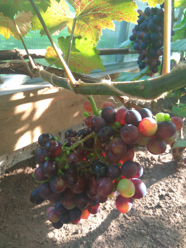 Эстер 28.07.2018ддд