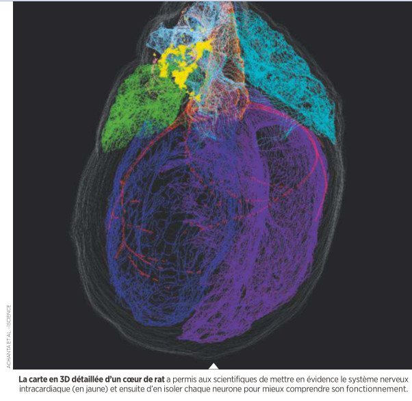 le coeur a son propre cerveau 3