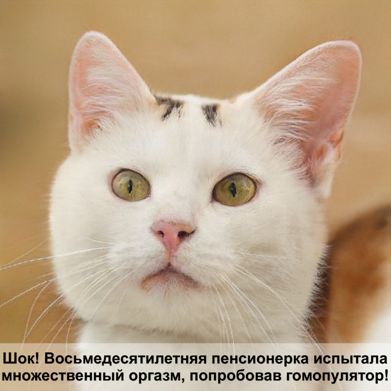 окрас кошек скоттиш фолд