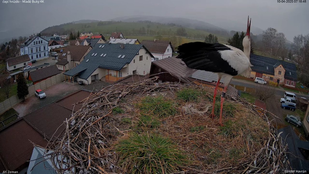 Tiešraides kamera — Mladé Buky — stārķa ligzda 4K 11-32-42 screenshot