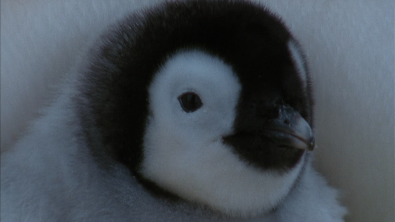 March of the Penguins (2005) (1080p BluRay x265 Silence)-5