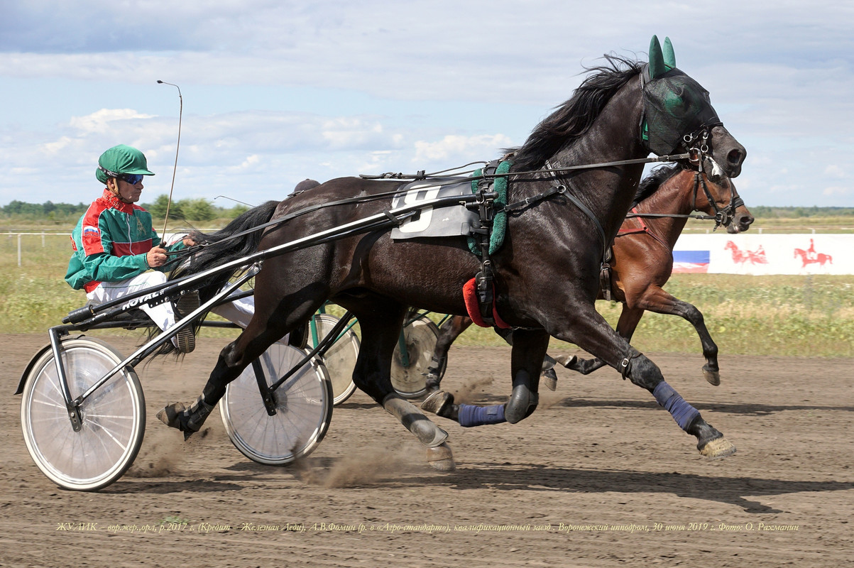 Ипподром акбузат орловские рысаки. Состязание рысаков. Состязание рысаков. Орловский рысак крокет. Состязание рысаков.