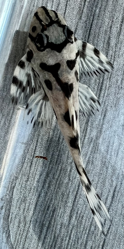 L236
