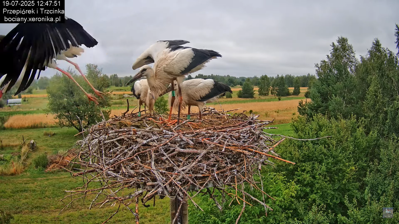 19072025bociany37