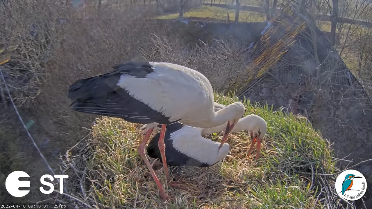 Baltie stārķi (Ciconia ciconia) Tukuma novadā - LDF tiešraide __ White storks in Tukums, Latvia 12-3