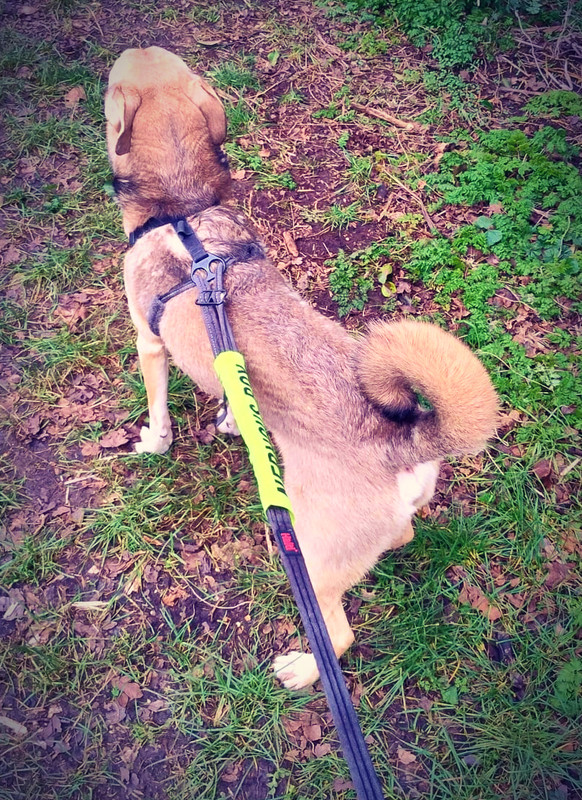 Walking Asher