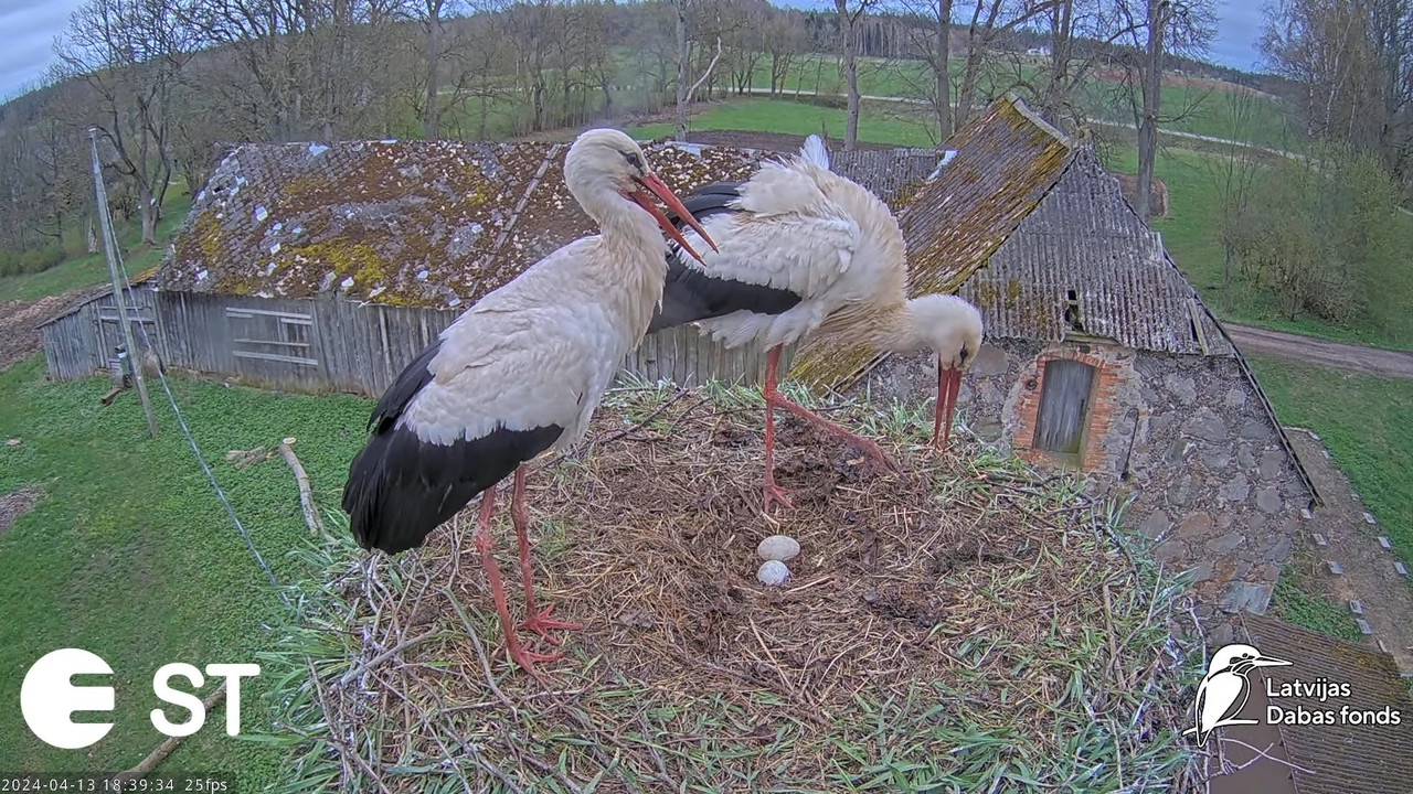 Baltie stārķi (Ciconia ciconia) Tukuma novadā - LDF tiešraide __ White storks in Tukums, Latvia 8-15