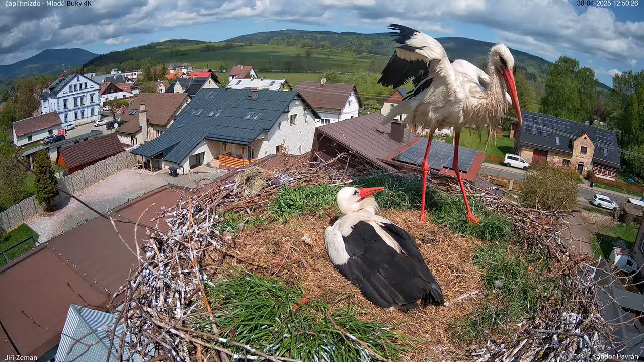 Tiešraides kamera — Mladé Buky — stārķa ligzda 4K 14-8-51 screenshot